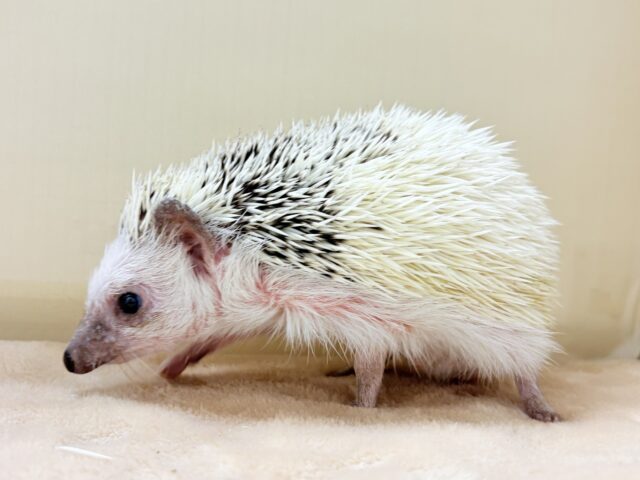 【最新画像】魅力たっぷり🪄.⋆⟡ハリネズミ(パイド)の男の子 ハリネズミ