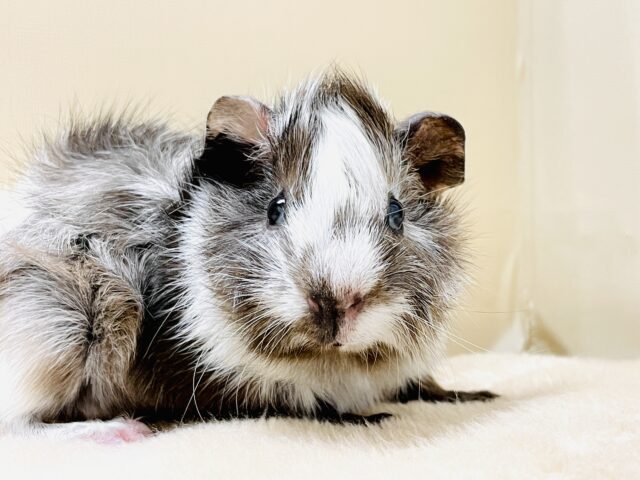 アビシニアンモルモット