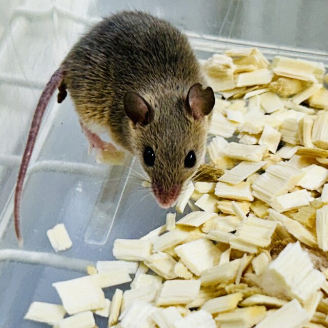 アフリカチビネズミ