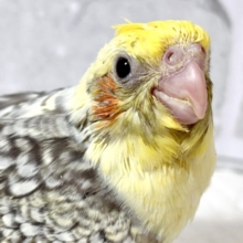 オカメインコ  パールパイド  🍨⋆✦