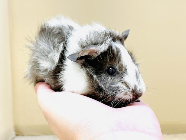 アビシニアンモルモット