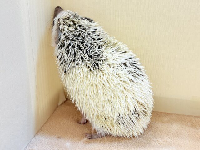 【最新画像】魅力たっぷり🪄.⋆⟡ハリネズミ(パイド)の男の子 ハリネズミ