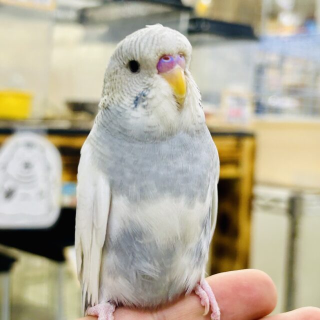 【最新画像更新☆☆】ジャンとやってきました♪　ジャンボセキセイインコ