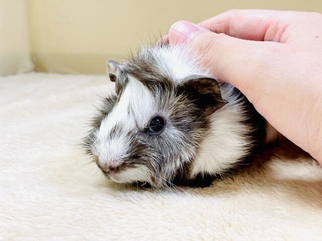 アビシニアンモルモット