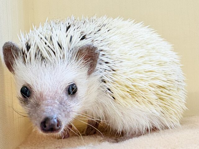 【最新画像】魅力たっぷり🪄.⋆⟡ハリネズミ(パイド)の男の子 ハリネズミ