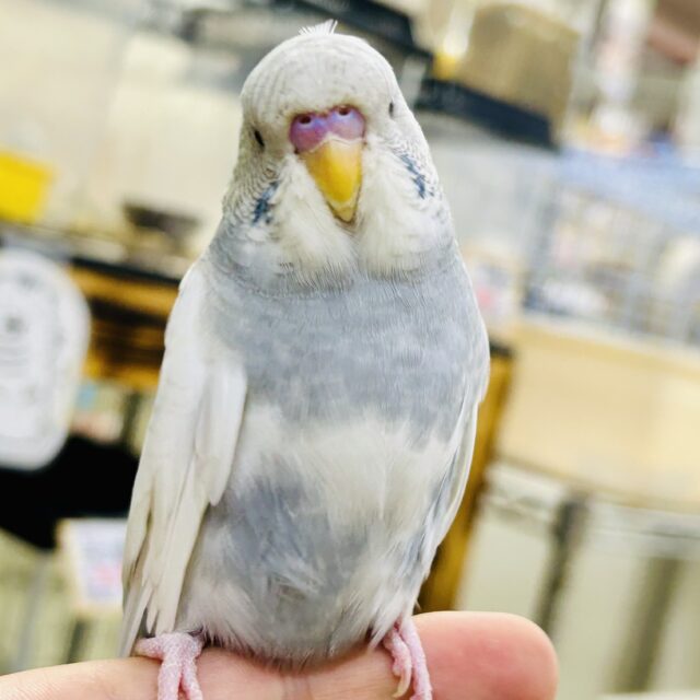 ジャンボセキセイインコ