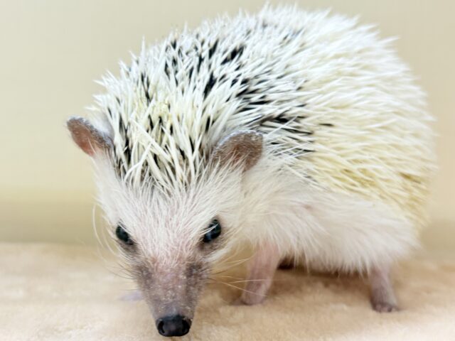 【最新画像】魅力たっぷり🪄.⋆⟡ハリネズミ(パイド)の男の子 ハリネズミ