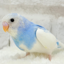 【最新画像更新🪄】青空に広がる綿雲ちゃん☁️セキセイインコ(パイド) ヒナ