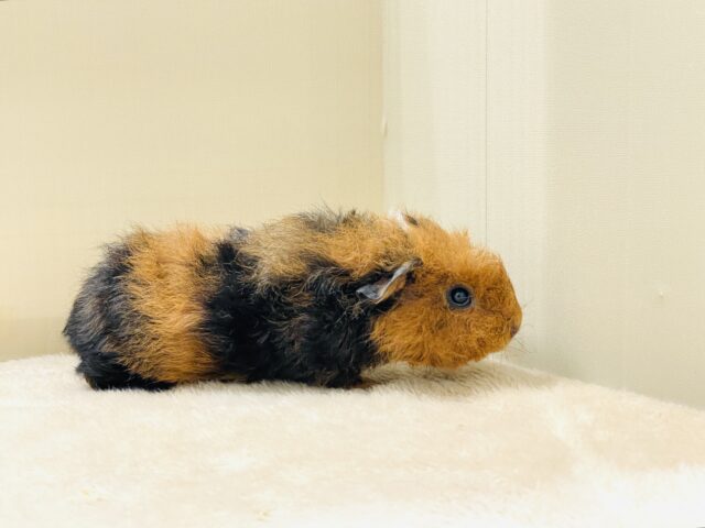 コロッケかな?クマさんかな?テディモルモットだよ(女の子) テディモルモット