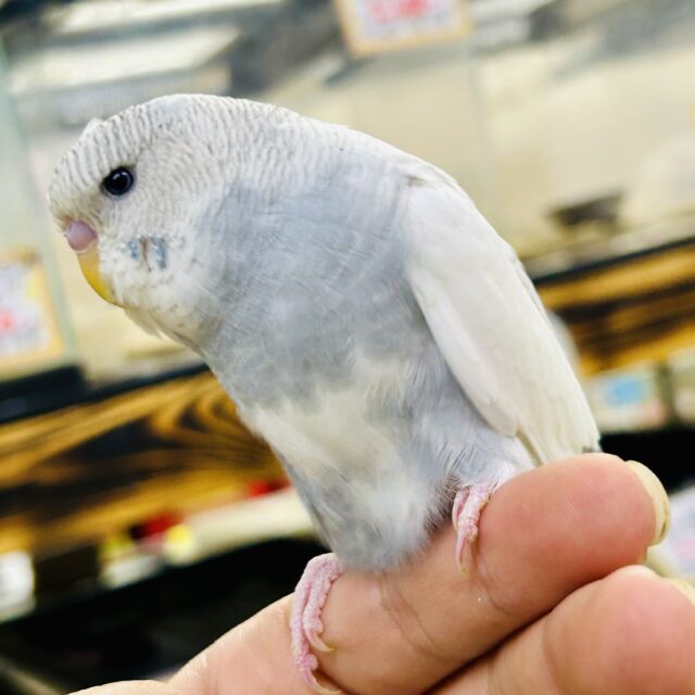 ジャンボセキセイインコ