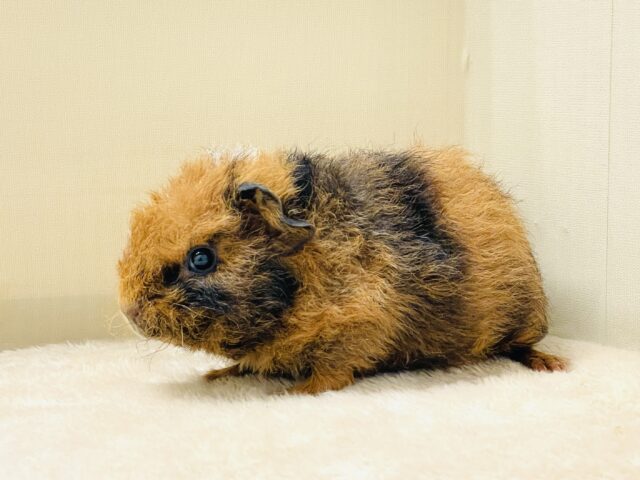 コロッケかな?クマさんかな?テディモルモットだよ(女の子) テディモルモット