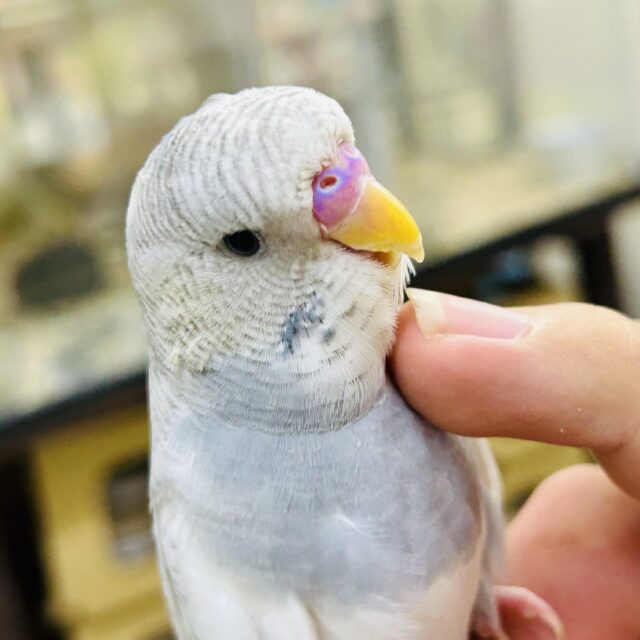 ジャンボセキセイインコ