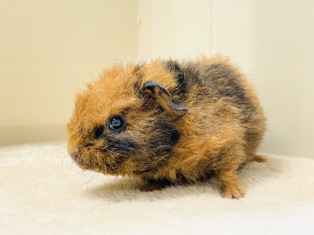 コロッケかな?クマさんかな?テディモルモットだよ(女の子) テディモルモット