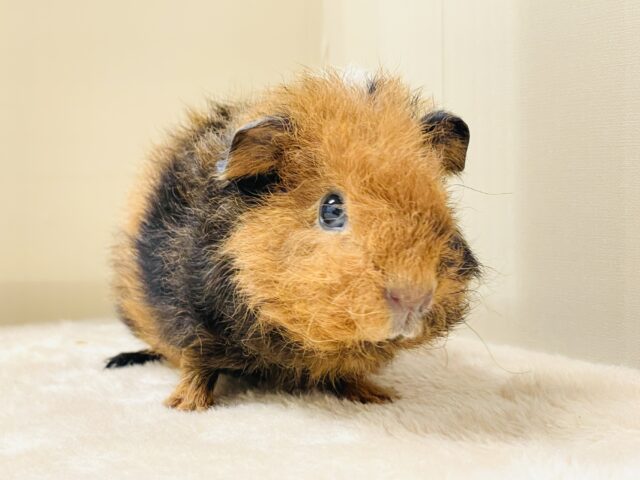 コロッケかな?クマさんかな?テディモルモットだよ(女の子) テディモルモット