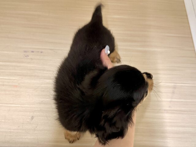 カニンヘンダックス