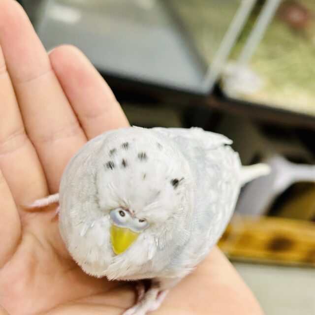 ジャンボセキセイインコ