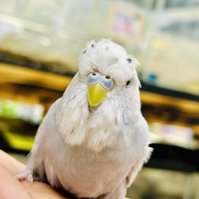 ジャンボセキセイインコ