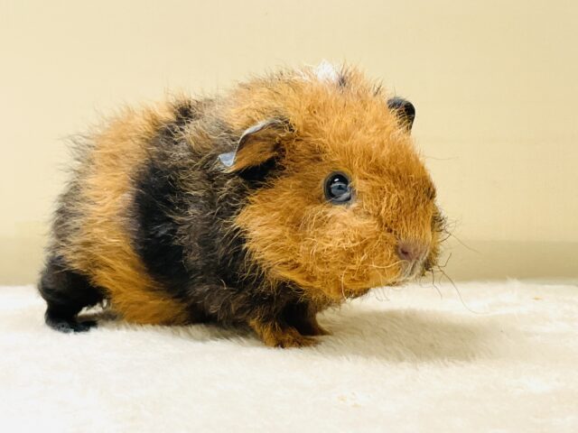 コロッケかな？クマさんかな？テディモルモットだよ（女の子）