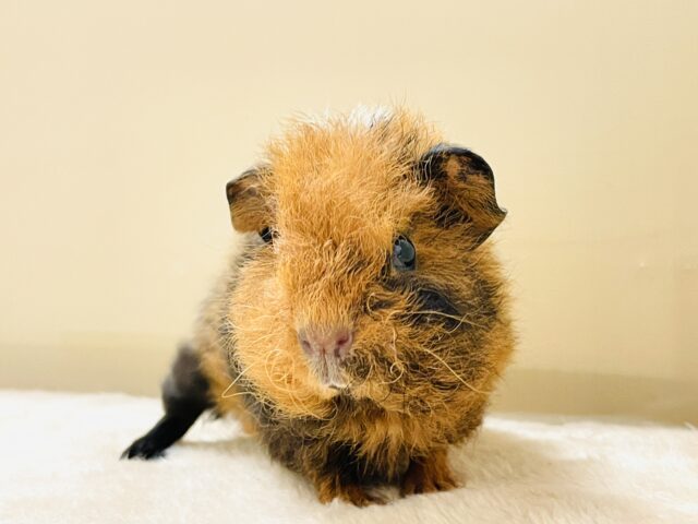 コロッケかな?クマさんかな?テディモルモットだよ(女の子) テディモルモット