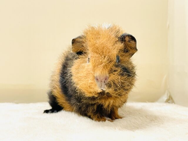 コロッケかな?クマさんかな?テディモルモットだよ(女の子) テディモルモット