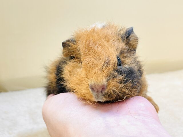 コロッケかな?クマさんかな?テディモルモットだよ(女の子) テディモルモット