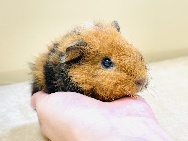 コロッケかな?クマさんかな?テディモルモットだよ(女の子) テディモルモット