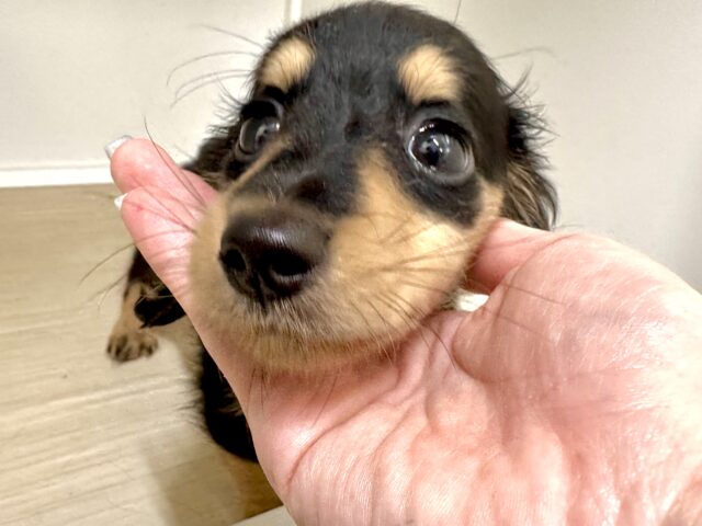 カニンヘンダックス