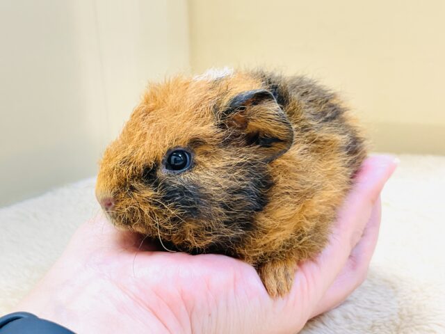 コロッケかな?クマさんかな?テディモルモットだよ(女の子) テディモルモット