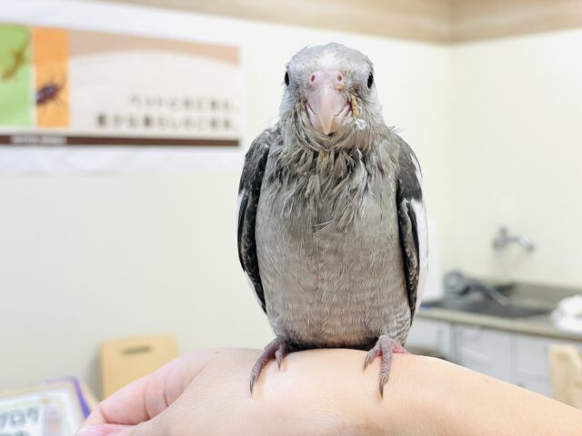 オカメインコ