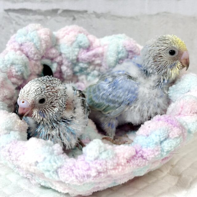 爽やかカラーのセキセイちゃんず来てくれました💙🩵✈️