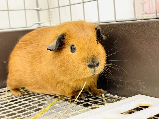 ロシアンスモークモルモット