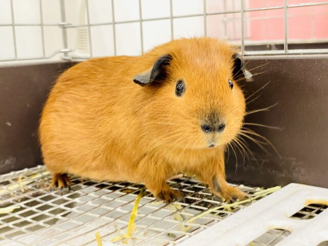 【最新画像】きゅるきゅるおめめがラブリー❤️ロシアンスモークモルモット（女の子）