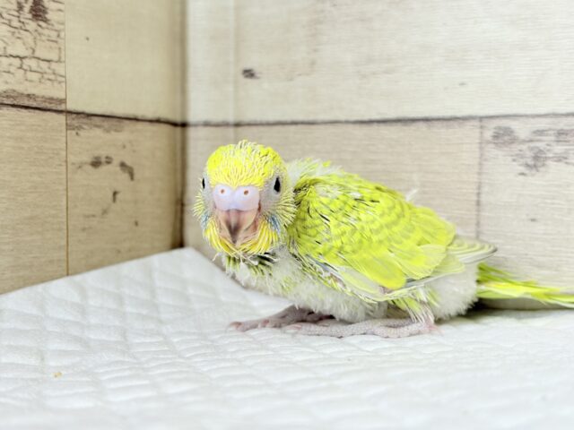 セキセイインコ