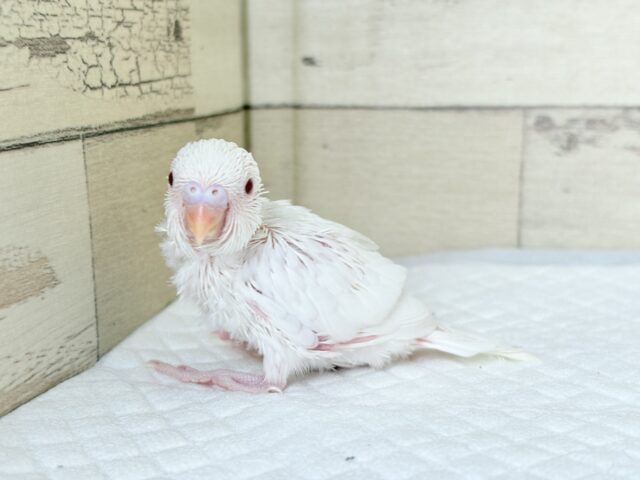 【最新画像更新🪄もうすぐひとり餌☆】キレイな瞳に映る世界は🌎🫧セキセイインコ(アルビノ) ヒナ セキセイインコ