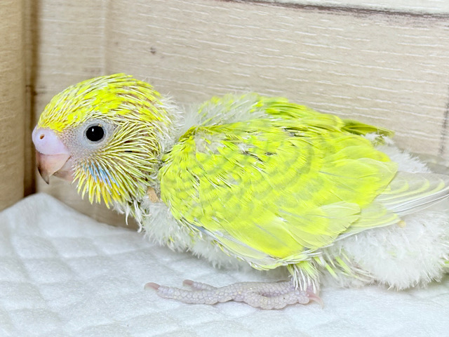 癒し効果は森林浴級🌳🫧セキセイインコ(スパングル) ヒナ