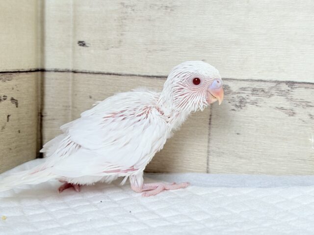 【最新画像更新🪄もうすぐひとり餌☆】キレイな瞳に映る世界は🌎🫧セキセイインコ(アルビノ) ヒナ セキセイインコ