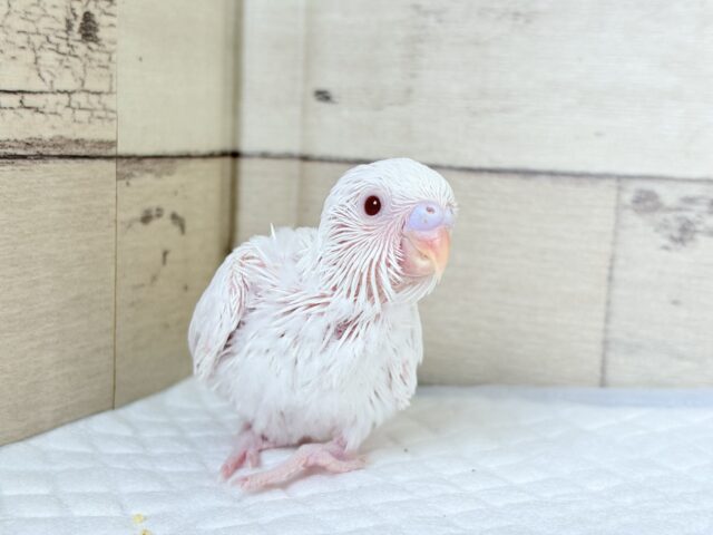 【最新画像更新🪄もうすぐひとり餌☆】キレイな瞳に映る世界は🌎🫧セキセイインコ(アルビノ) ヒナ セキセイインコ