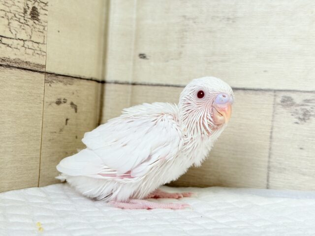 【最新画像更新🪄もうすぐひとり餌☆】キレイな瞳に映る世界は🌎🫧セキセイインコ(アルビノ) ヒナ セキセイインコ
