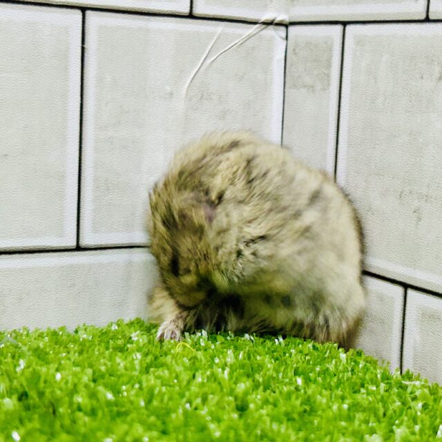 ステップレミング