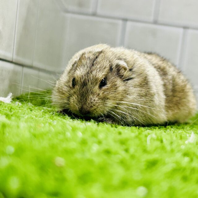 ステップレミング