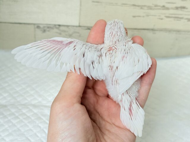 【最新画像更新🪄もうすぐひとり餌☆】キレイな瞳に映る世界は🌎🫧セキセイインコ(アルビノ) ヒナ セキセイインコ