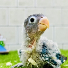 お久しぶり！！　くりっとした目が激かわなトリさん♪♪　ボタンインコ