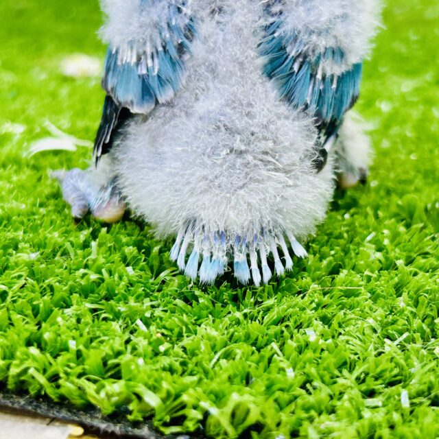 ブルーボタンインコ