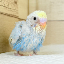 元気いっぱい‪☆ト〜ットコ〜走るよ🐾セキセイインコ(パステルレインボー) ヒナ