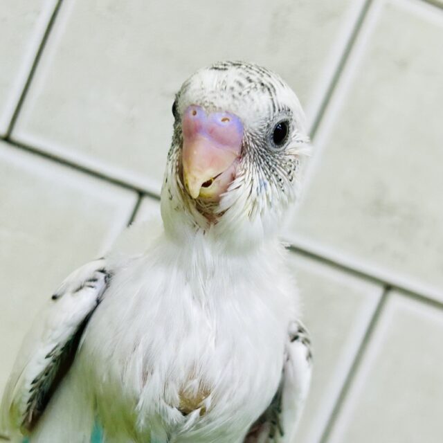 シャキッと背筋がいい新鳥さん♪♪　セキセイインコ