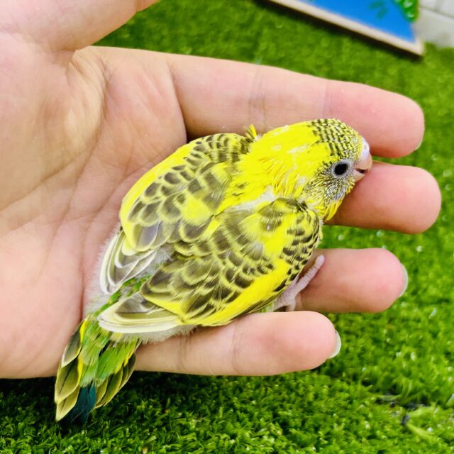 セキセイインコ