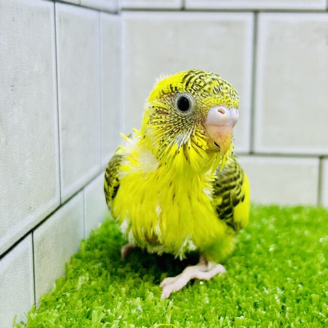 セキセイインコ