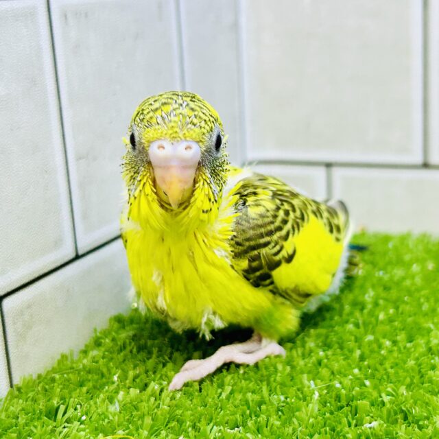 セキセイインコ