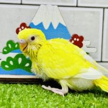 ピカッ✨とご来光？？　　セキセイインコ