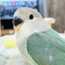 【最新画像】ふわふわ綿毛の天使ちゃん🪽コザクラインコ（ブルーチェリー）ヒナ